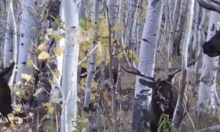 Whoa! There are a Lot of Elk Surrounding This Guy!