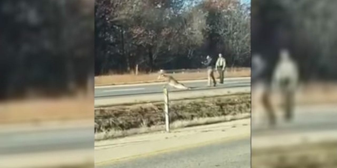 Why Did This Illinois State Trooper Hand a Civilian His Shotgun to Dispatch a Wounded Deer?