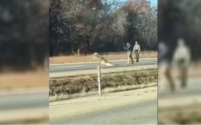 Why Did This Illinois State Trooper Hand a Civilian His Shotgun to Dispatch a Wounded Deer?