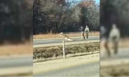 Why Did This Illinois State Trooper Hand a Civilian His Shotgun to Dispatch a Wounded Deer?