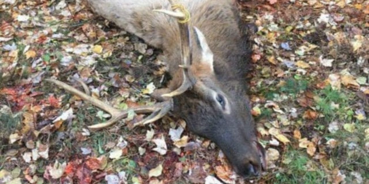 Wisconsin’s Inaugural Elk Hunt Sees Permit Winner Cited for Illegally Killing Elk