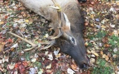 Wisconsin’s Inaugural Elk Hunt Sees Permit Winner Cited for Illegally Killing Elk