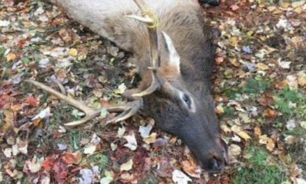 Wisconsin’s Inaugural Elk Hunt Sees Permit Winner Cited for Illegally Killing Elk