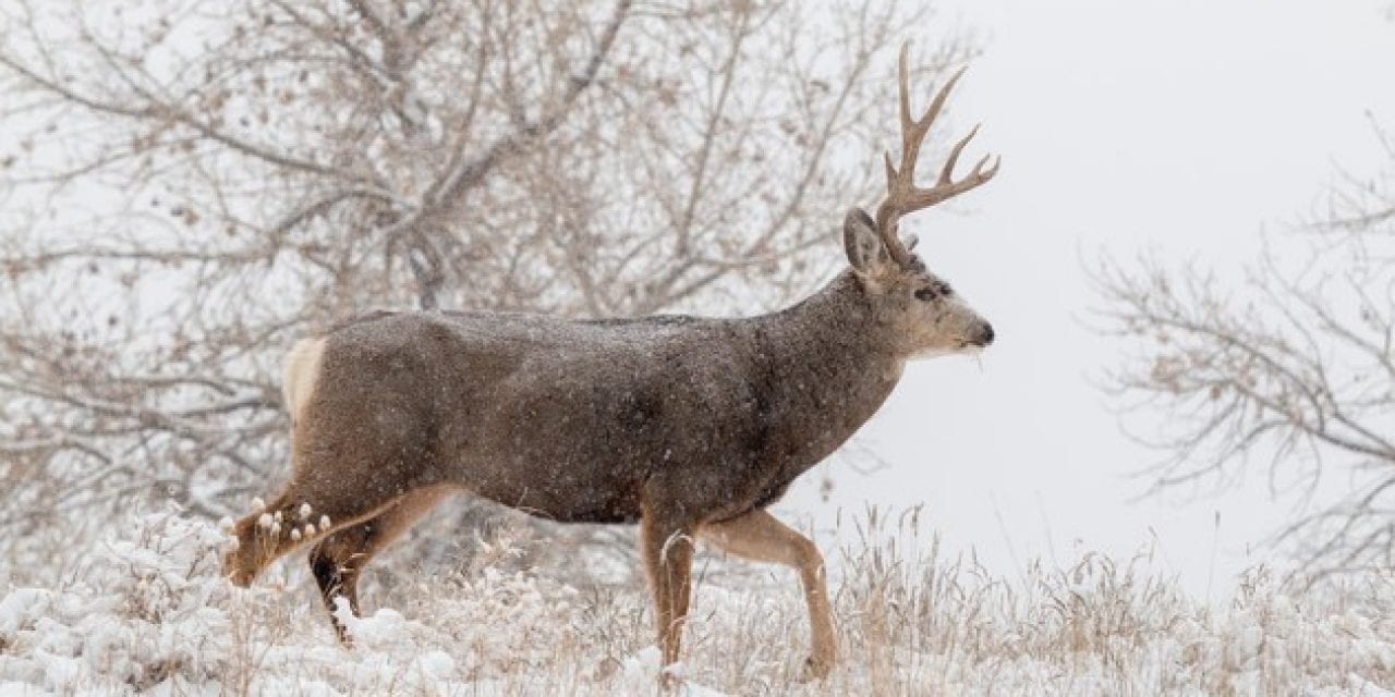 10 Things on Our Hypothetical Hunting Holiday Wish List
