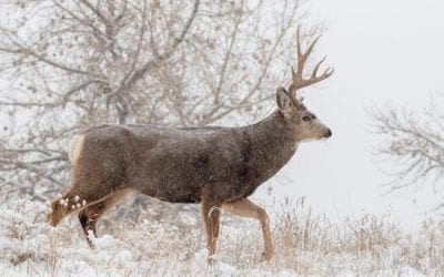10 Things on Our Hypothetical Hunting Holiday Wish List