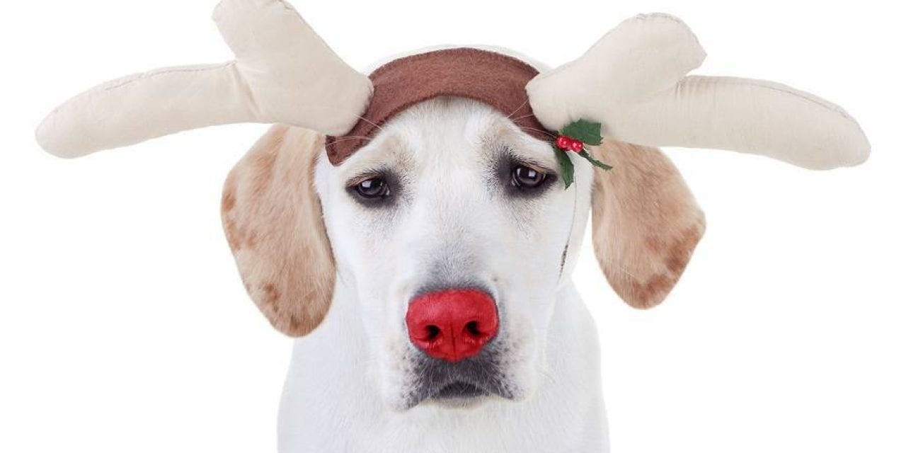 17 Pets Who Never Signed Off on Dressing as Christmas Deer