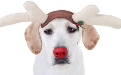 17 Pets Who Never Signed Off on Dressing as Christmas Deer