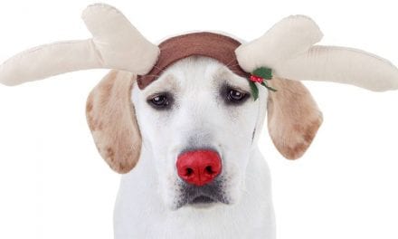17 Pets Who Never Signed Off on Dressing as Christmas Deer