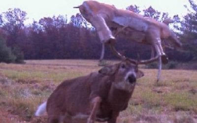 30 Best Trail Camera Photos of All Time