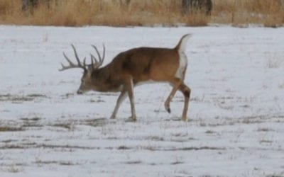 4 Ways to Stay Motivated for Late-Season Deer Hunting This Year
