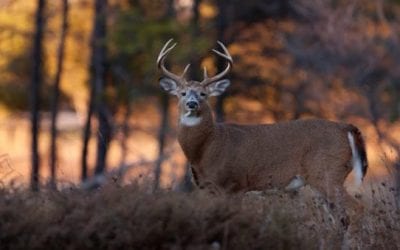 5 Easy Deer Property Doll-Ups You Can Do With a Can of Marking Paint