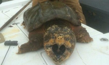 Alabama Man Catches Gigantic Alligator Snapping Turtle