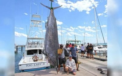 Australian Angler Barely Misses World Record With 1,431-Pound Black Marlin