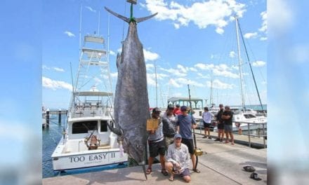 Australian Angler Barely Misses World Record With 1,431-Pound Black Marlin