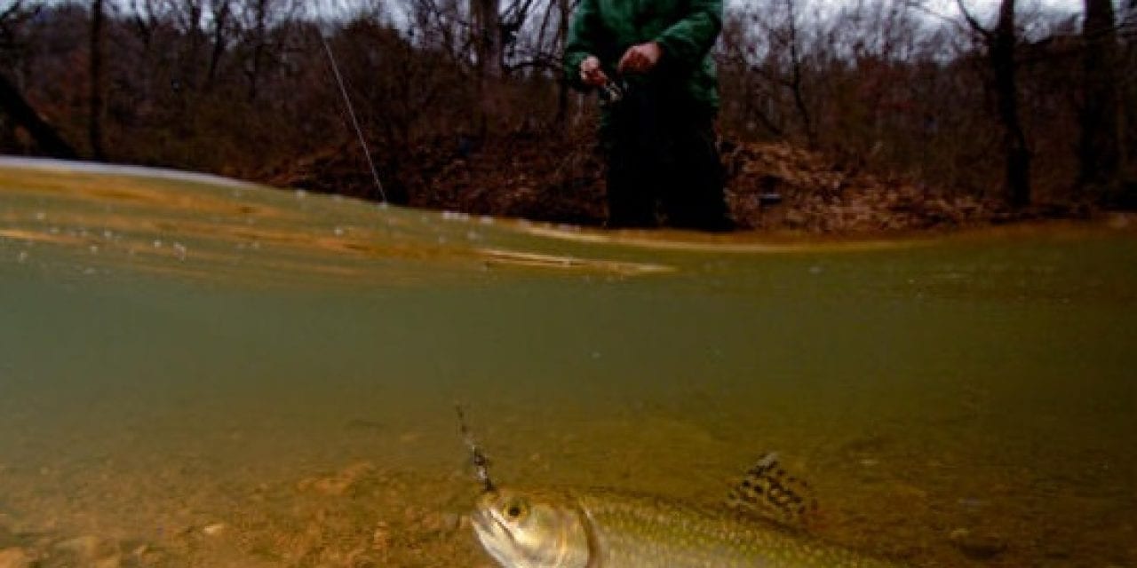 Brook Trout Population Restored in Western Maryland Watershed