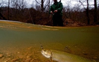 Brook Trout Population Restored in Western Maryland Watershed