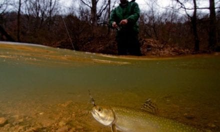 Brook Trout Population Restored in Western Maryland Watershed