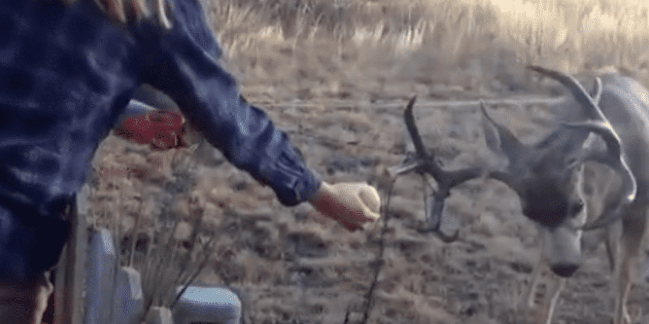 Deer Gets Antlers Tangled in Some Christmas Lights