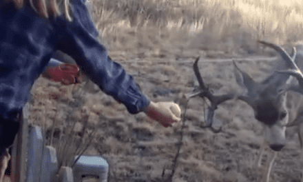 Deer Gets Antlers Tangled in Some Christmas Lights