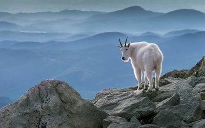 Environmental Portraits