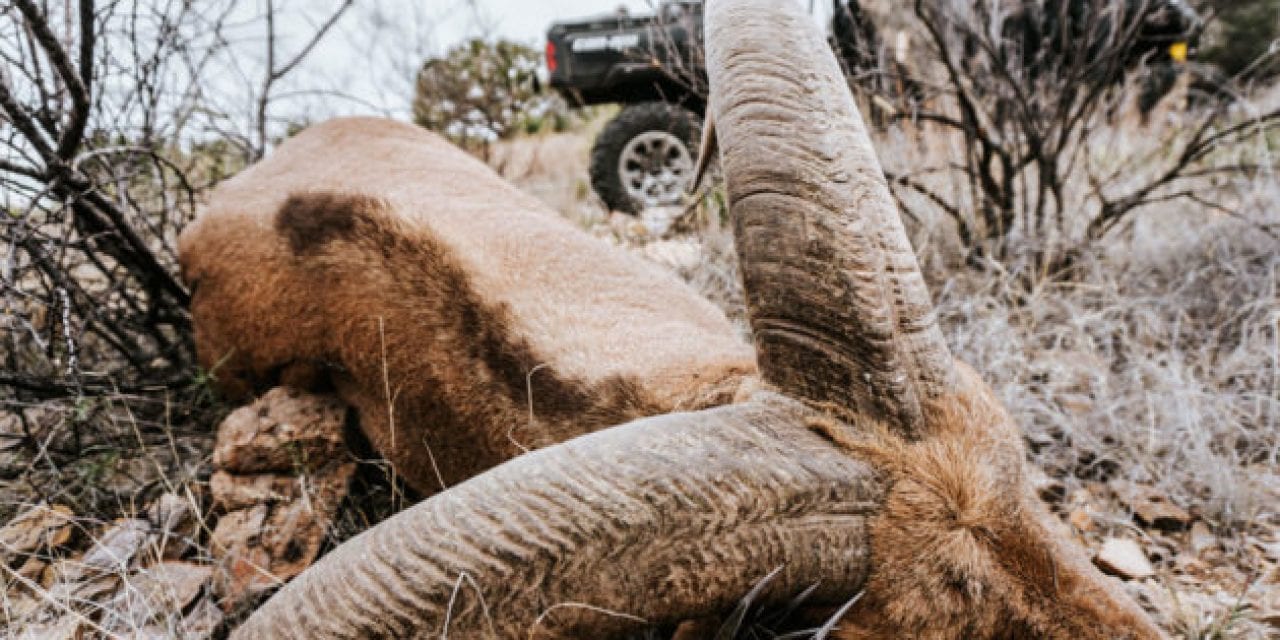 Exotic Excursion: Chasing Aoudad Through the Mountains of West Texas