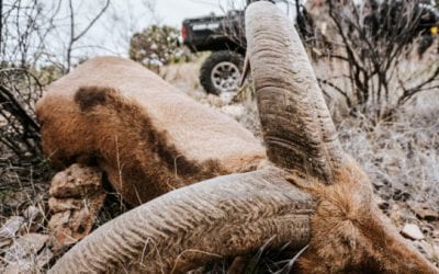 Exotic Excursion: Chasing Aoudad Through the Mountains of West Texas