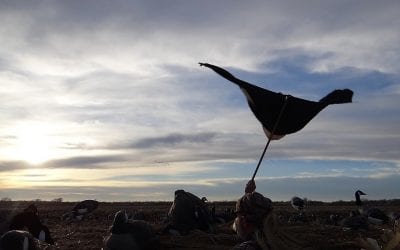 Flagging For Canadas