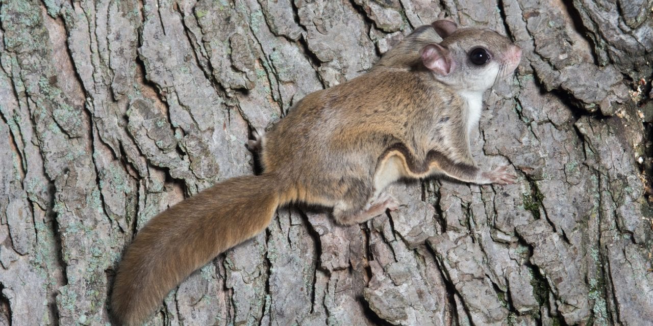 Flying Squirrel