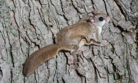 Flying Squirrel