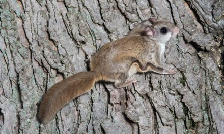 Flying Squirrel