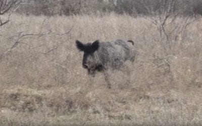 Here’s a Textbook Hog Calling Setup