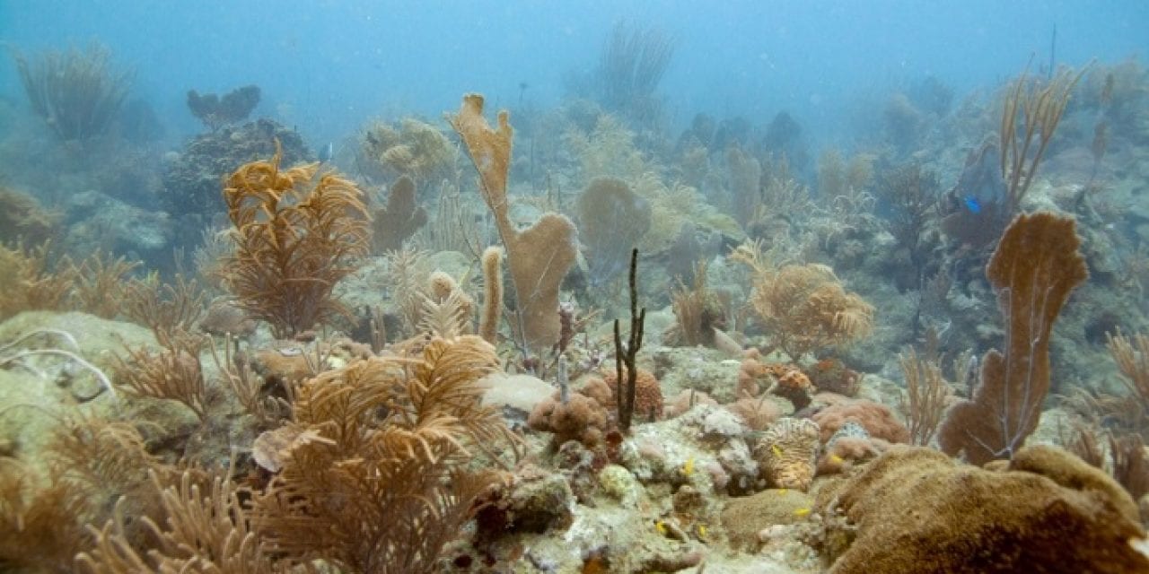 How NOAA Supports Coral Restoration