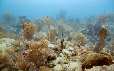 How NOAA Supports Coral Restoration