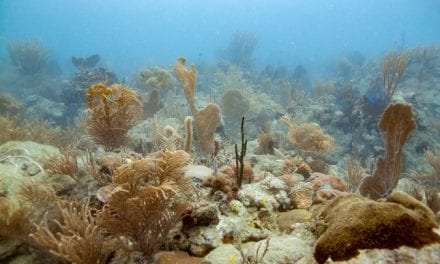 How NOAA Supports Coral Restoration