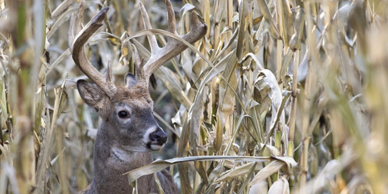 How to Go Deer Hunting (According to Those Who Think They Know)