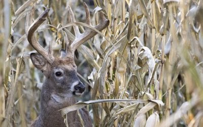 How to Go Deer Hunting (According to Those Who Think They Know)