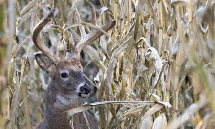 How to Go Deer Hunting (According to Those Who Think They Know)