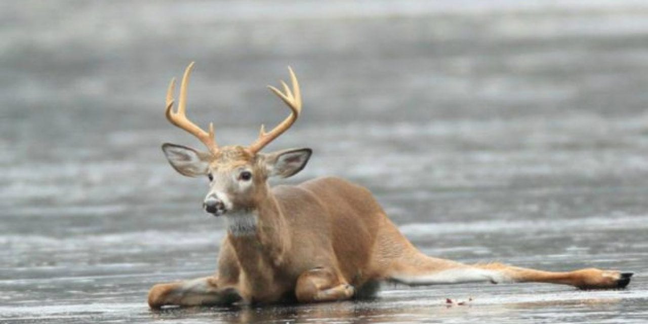 Intense Video Shows Hunters Rescuing Whitetail Buck From Frozen Lake