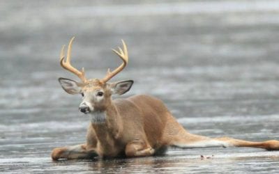 Intense Video Shows Hunters Rescuing Whitetail Buck From Frozen Lake