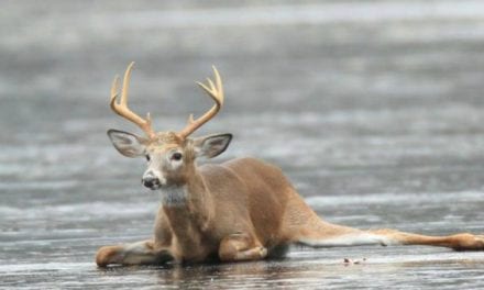 Intense Video Shows Hunters Rescuing Whitetail Buck From Frozen Lake