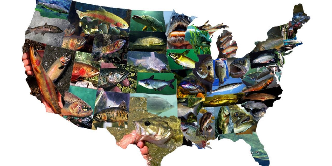 Interactive Map: America’s State Fish
