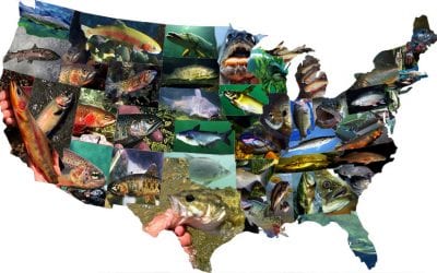 Interactive Map: America’s State Fish