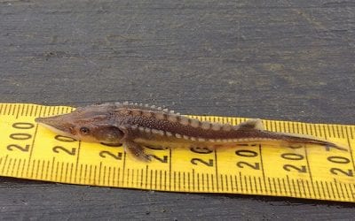 James River’ Young Atlantic Sturgeon Surging