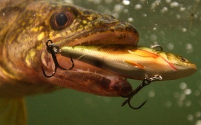 Just What the Angler Ordered