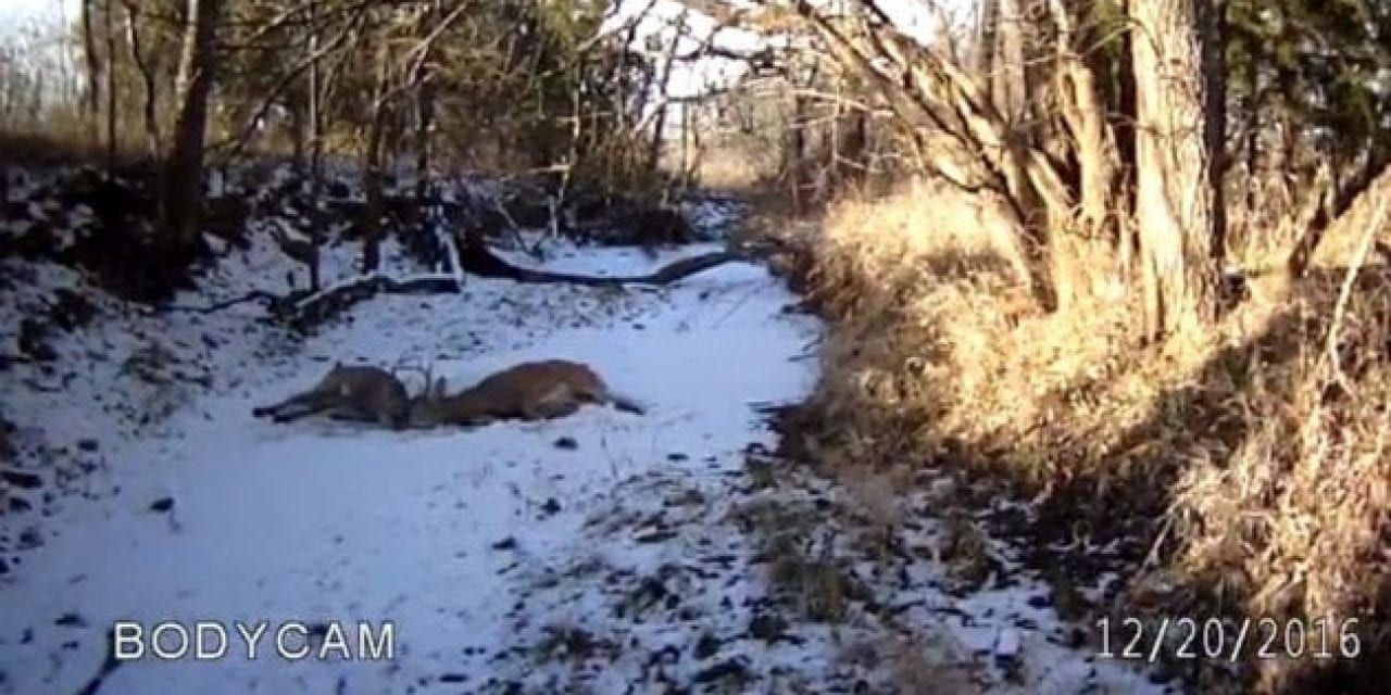 Kansas Game Warden Frees Two Locked Bucks with His Glock