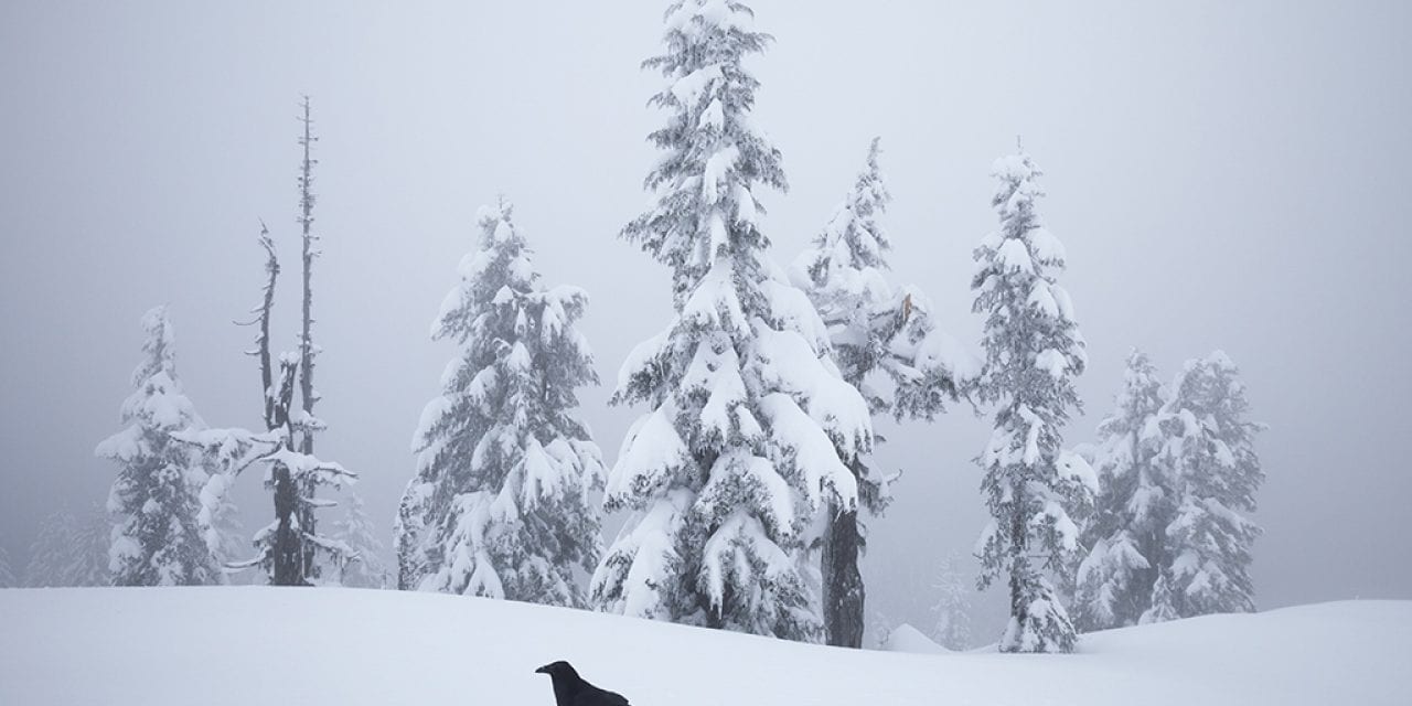 Last Frame: Raven Strut