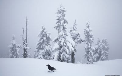 Last Frame: Raven Strut