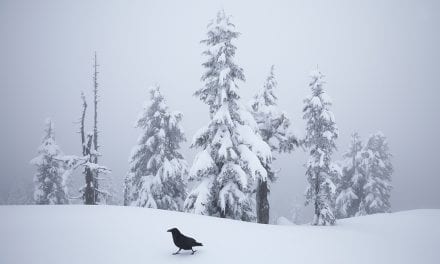 Last Frame: Raven Strut