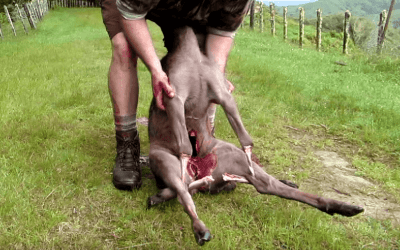 Learn How to Make a “Deer Backpack” to Haul Your Harvest