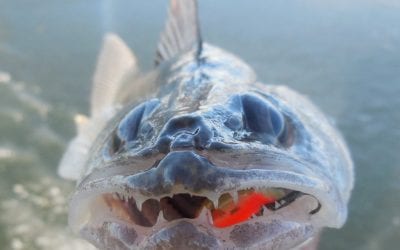 Let’s Get Jiggy With It!